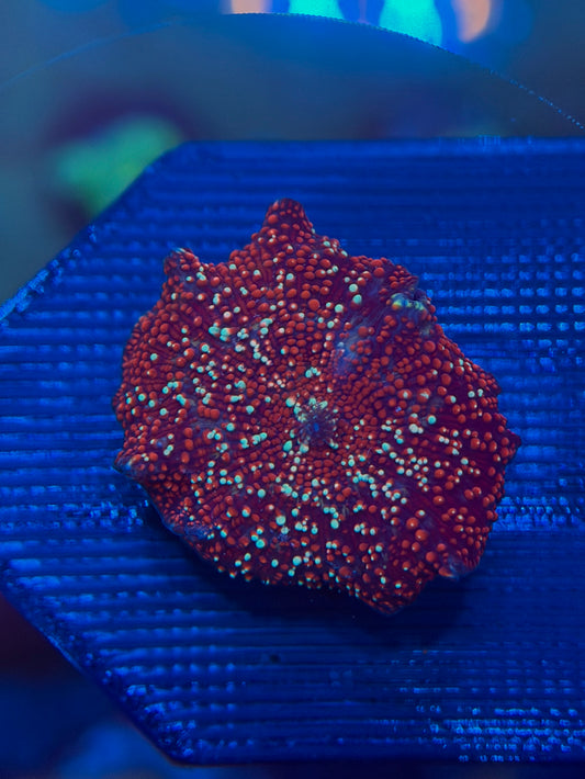 Red Interstellar Discosoma Mushroom