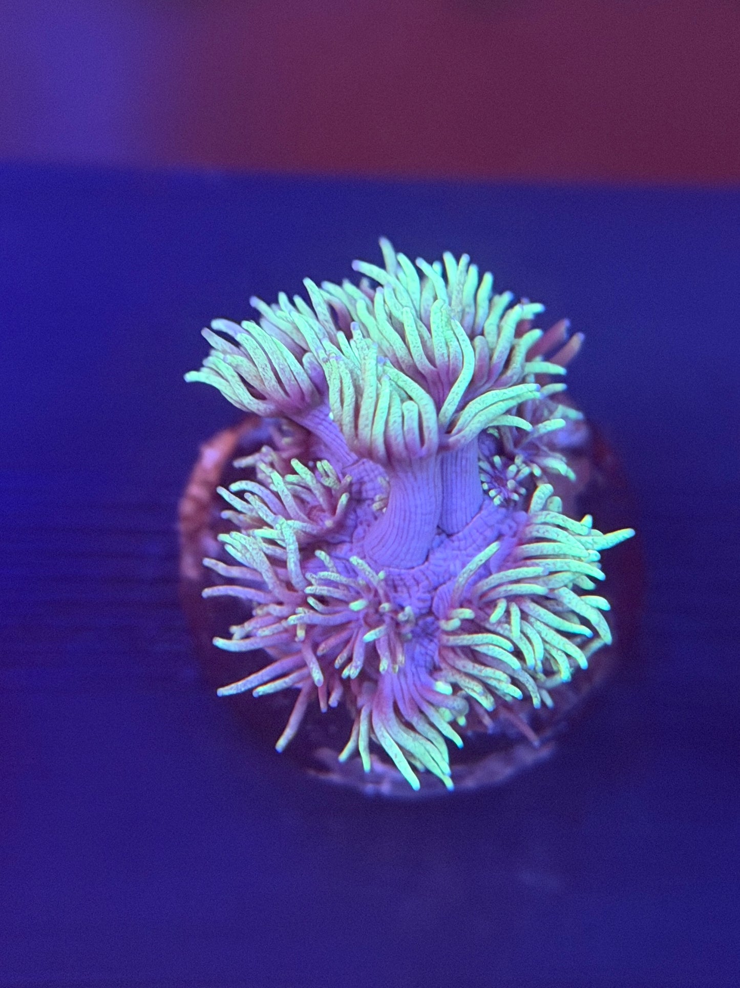 Grinch Goniopora