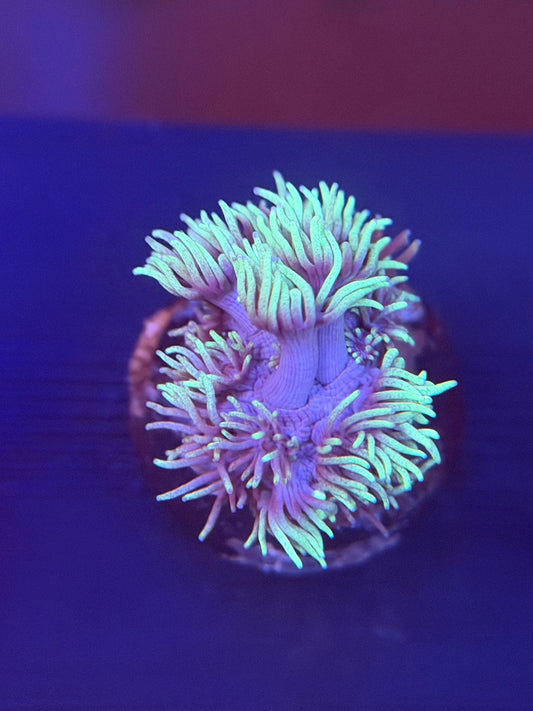 Grinch Goniopora