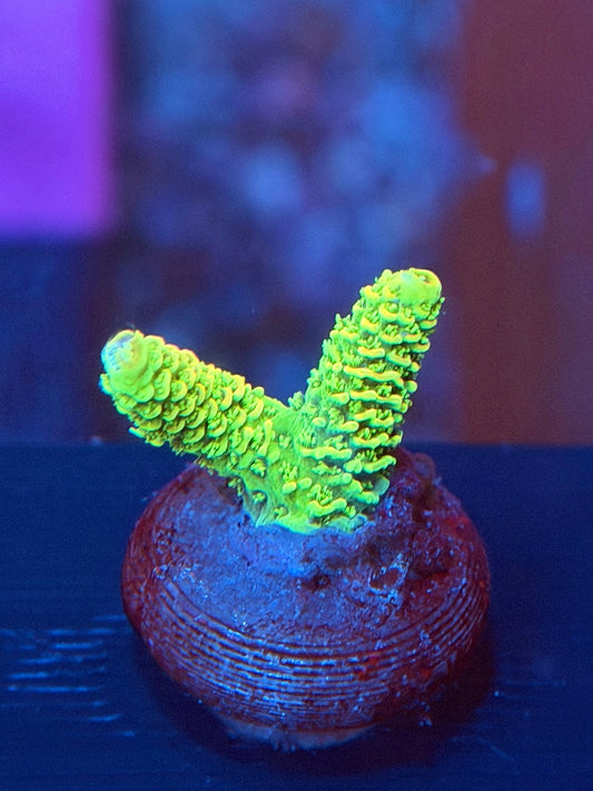 Sunset Millepora