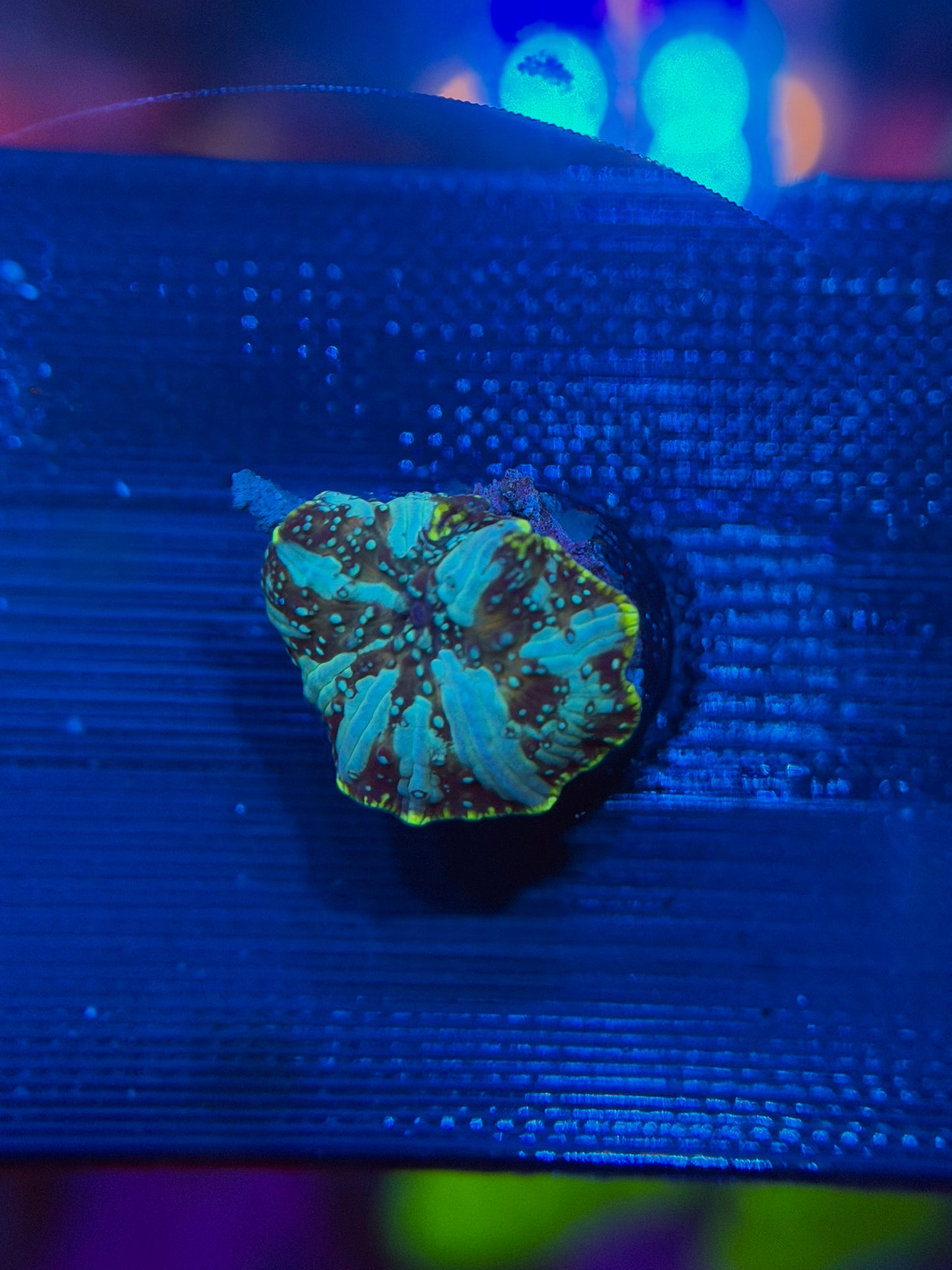 Avatar Bounce Mushroom