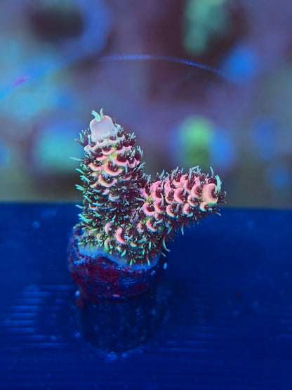 Baby Pink Acropora Millepora