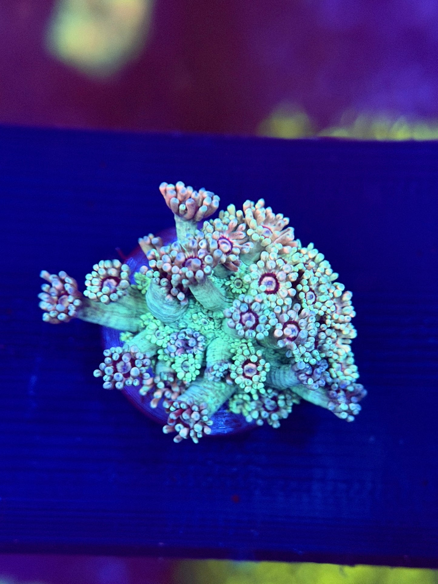 Vibe Orchid Goniopora
