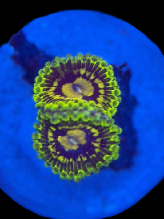 Exosphere Zoa - 1 Polyp