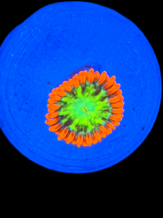 Astral Shift Zoa - 1 Polyp