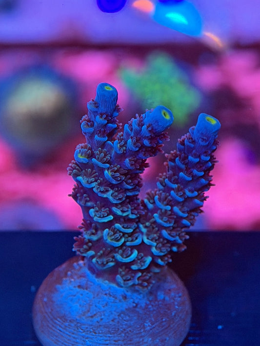 BC Blue Genie Acropora Tenuis