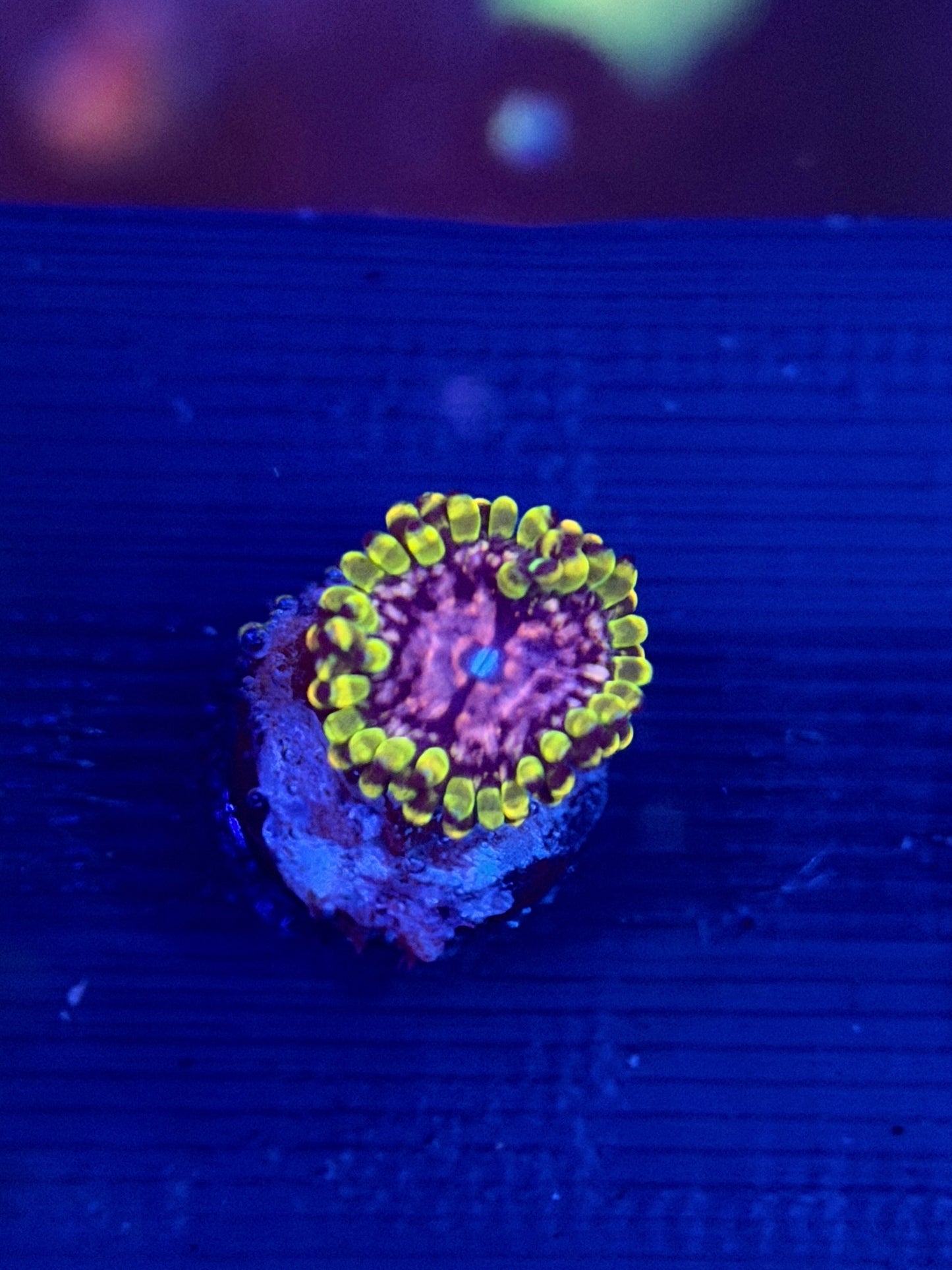 WWC Purple Monster Zoa - 1 Polyp
