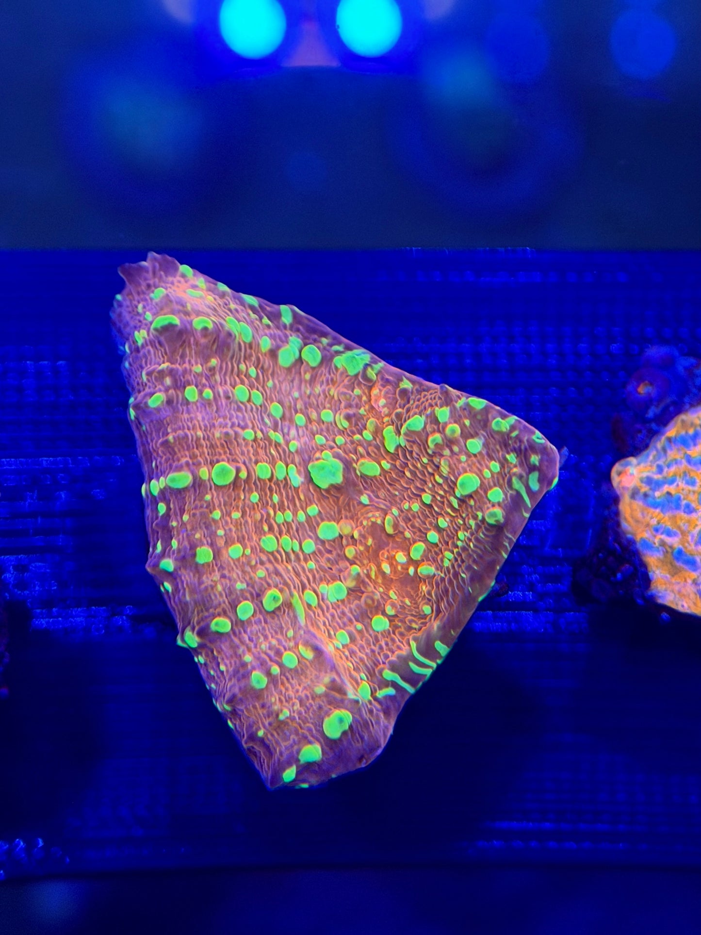 Gold Meister Chalice