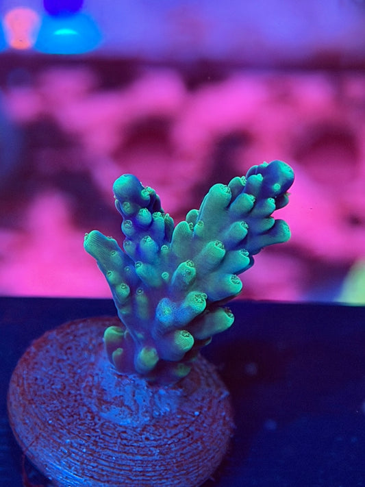 Purple Tip Acropora