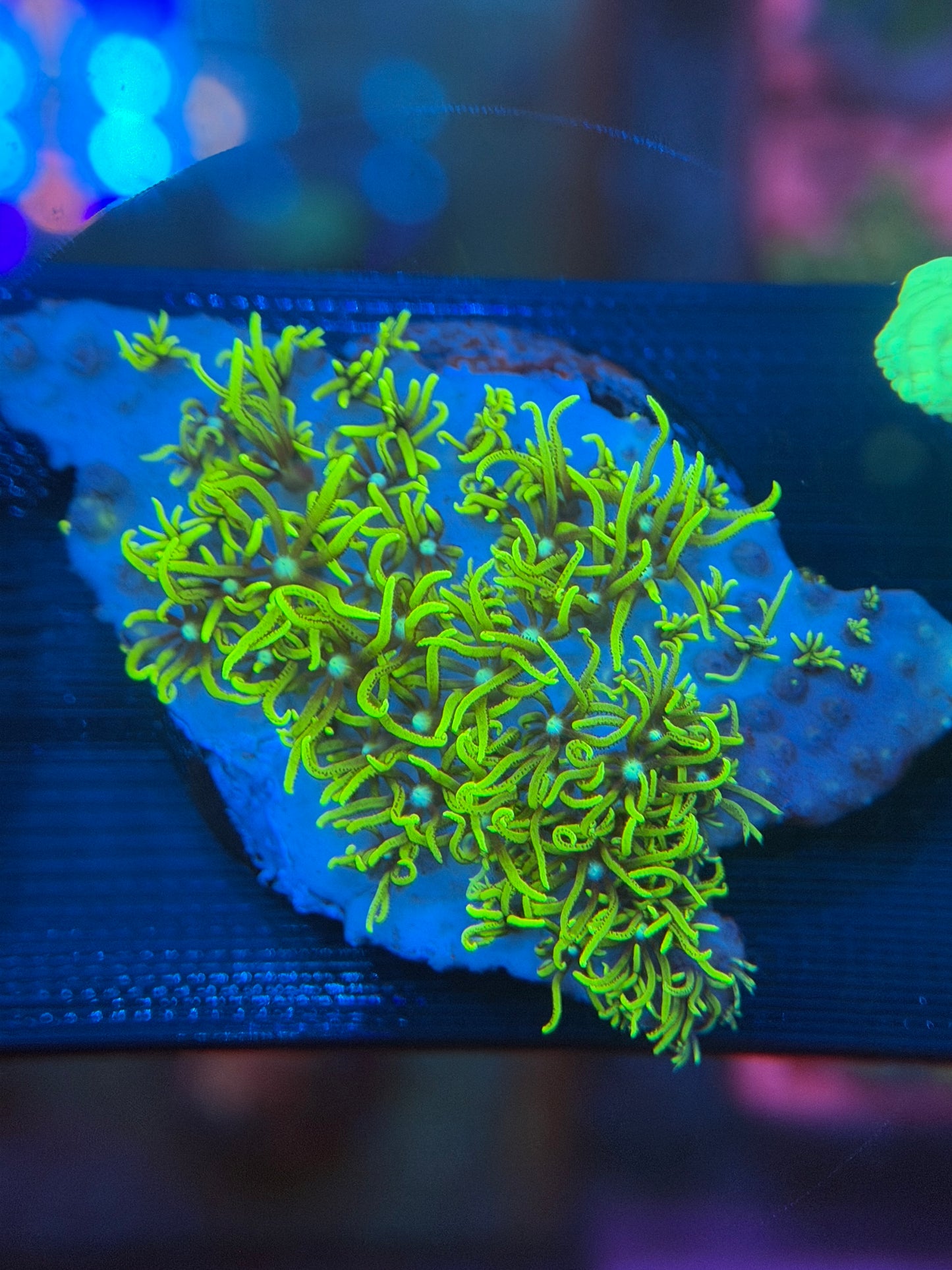 Green Star Polyps (Long Bright Variant)