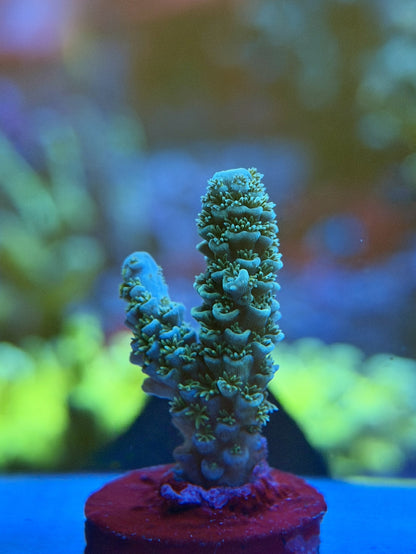 Blue Tenuis