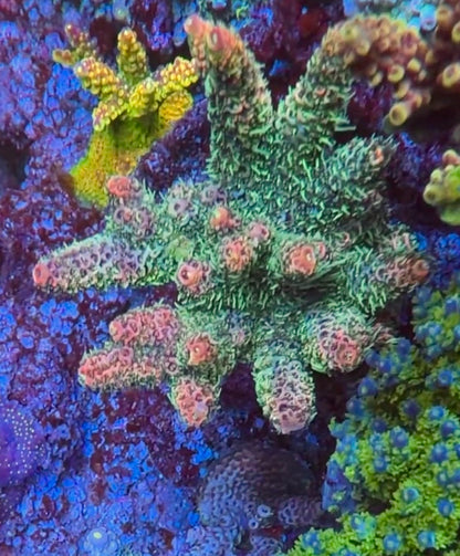 Pink Hulk Millepora