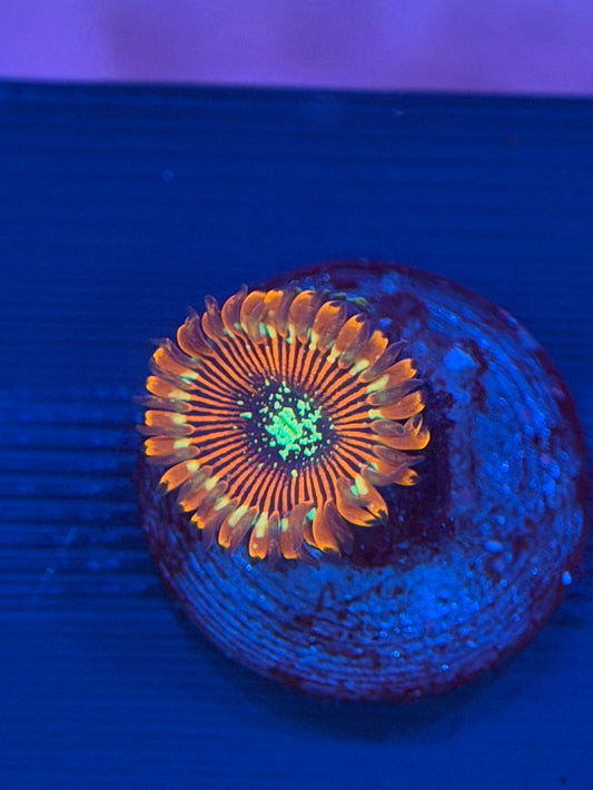 Magician Zoa - 1 Polyp