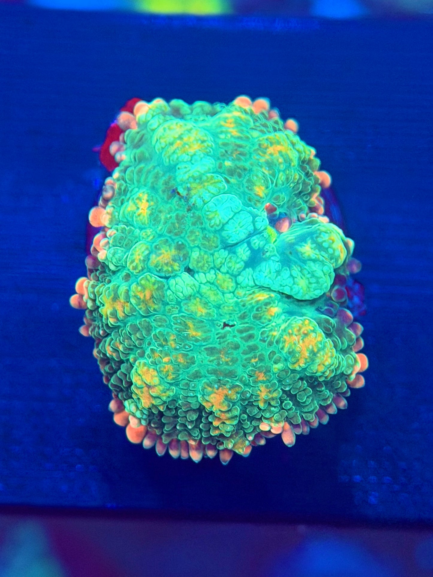 WYSIWYG Rainbow Frankenstein Mushroom