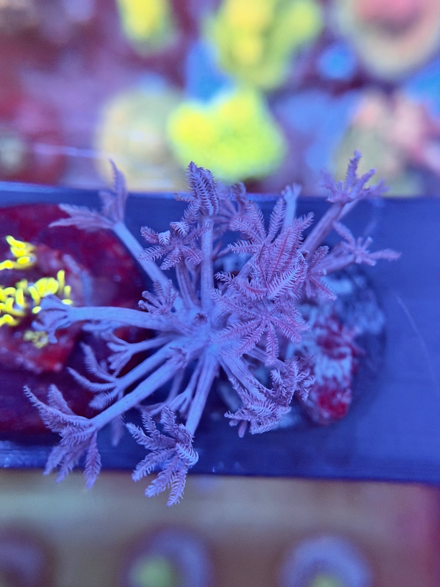Xenia Coral