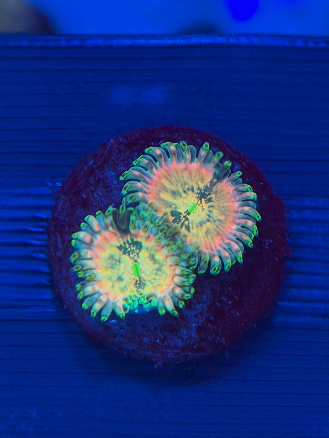 Hawaiian Ding Dang Zoa 2-3 Polyps
