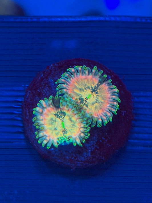 Hawaiian Ding Dang Zoa 2-3 Polyps