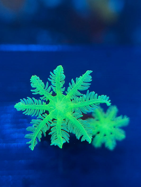 Papaya Clove Polyps