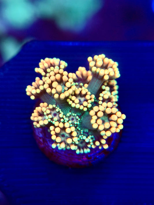 Golden Nugget Goniopora