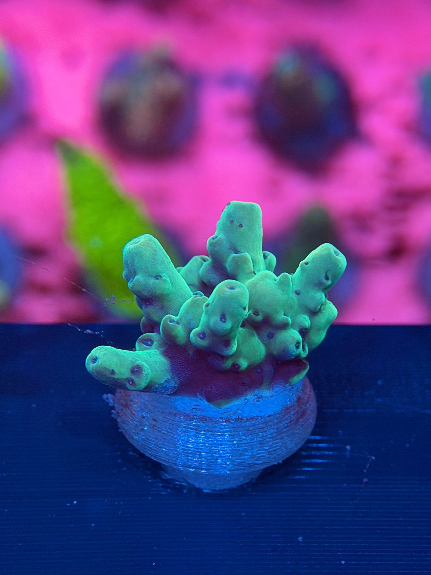Acropora Granulosa