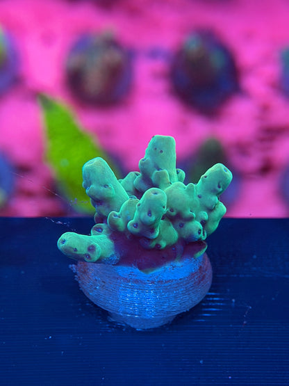 Acropora Granulosa