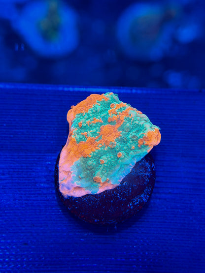 Grafted Montipora