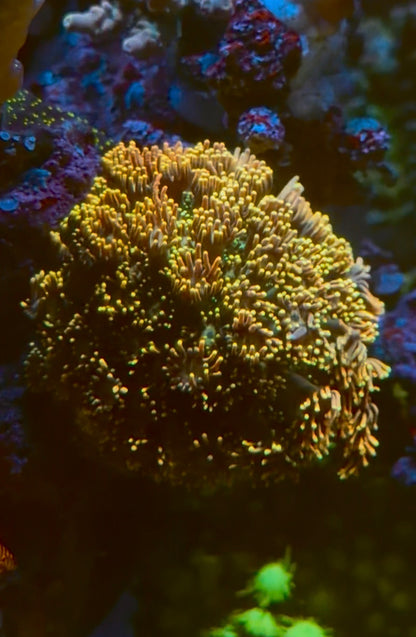 Golden Nugget Goniopora