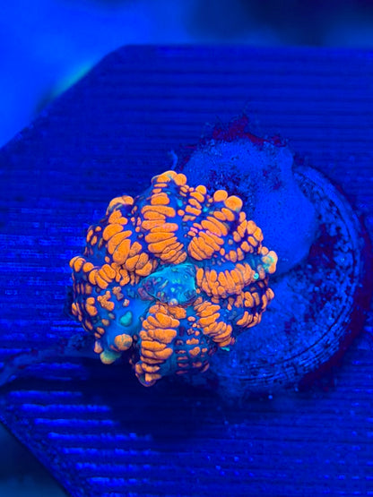 Superman Rhodactis Mushroom