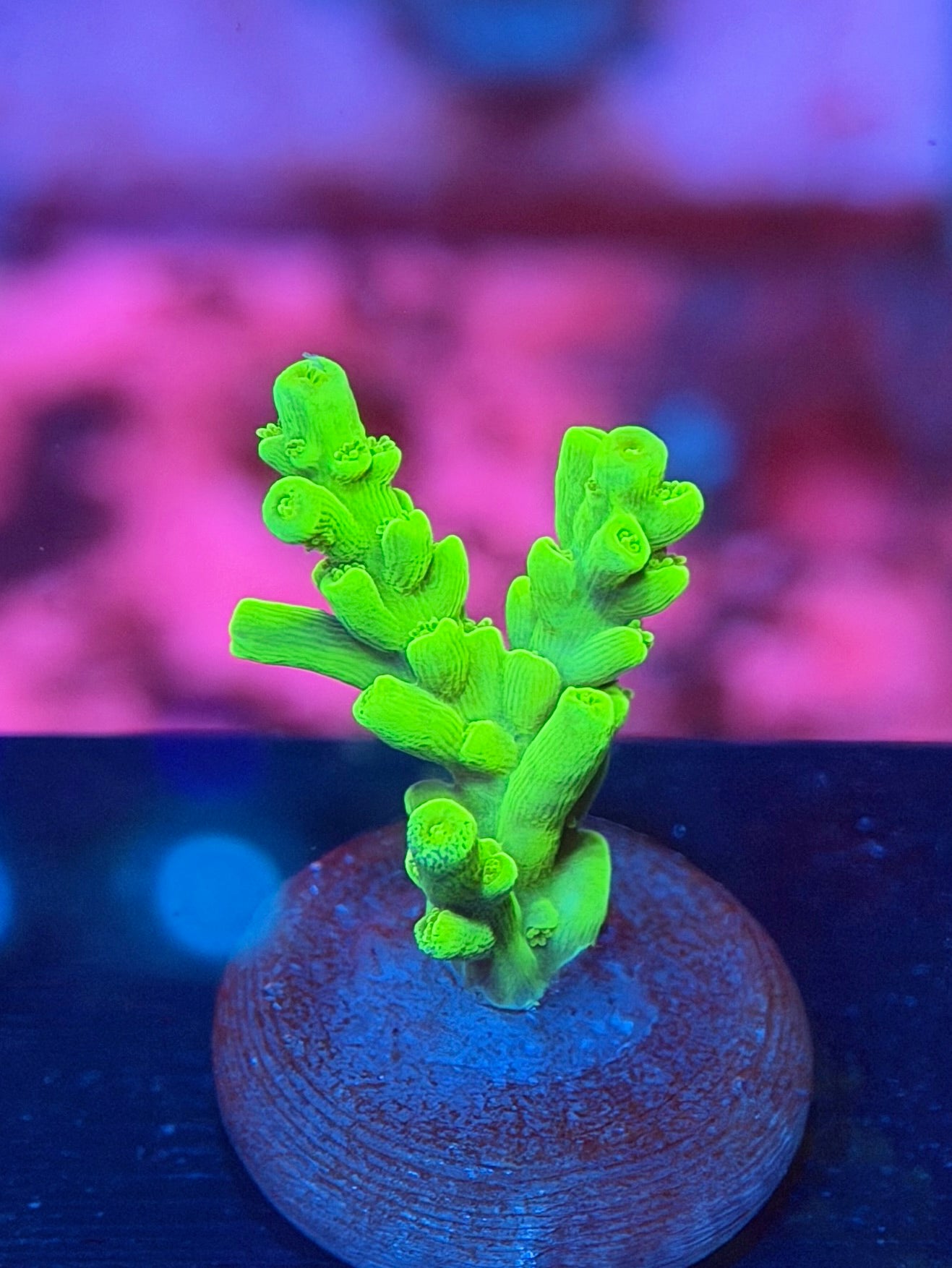 Nuclear Green Acropora Batunai