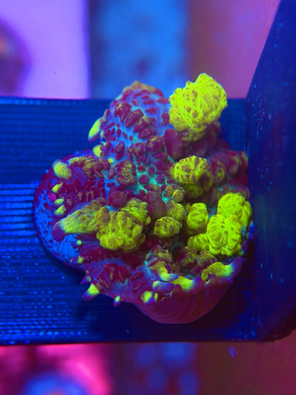 Uranium Bounce Mushroom