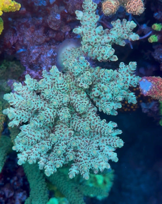 Mint Chip Acropora