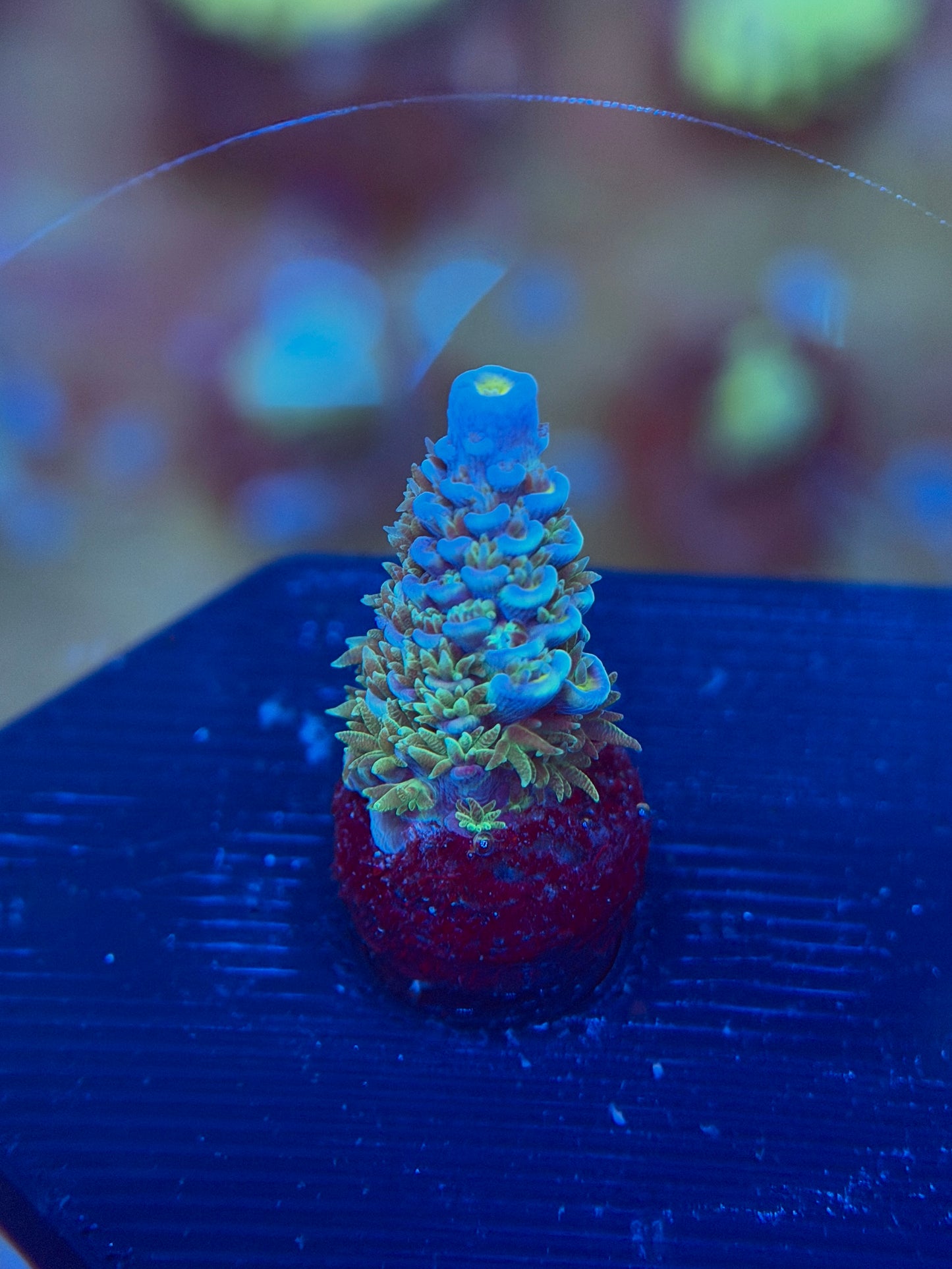 Blue Tenuis