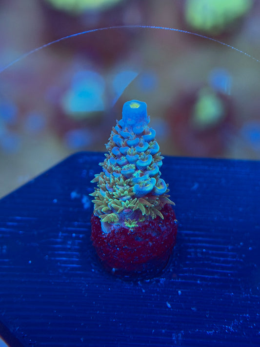Blue Tenuis