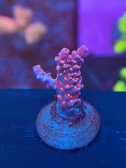 Pinky The Bear Acropora