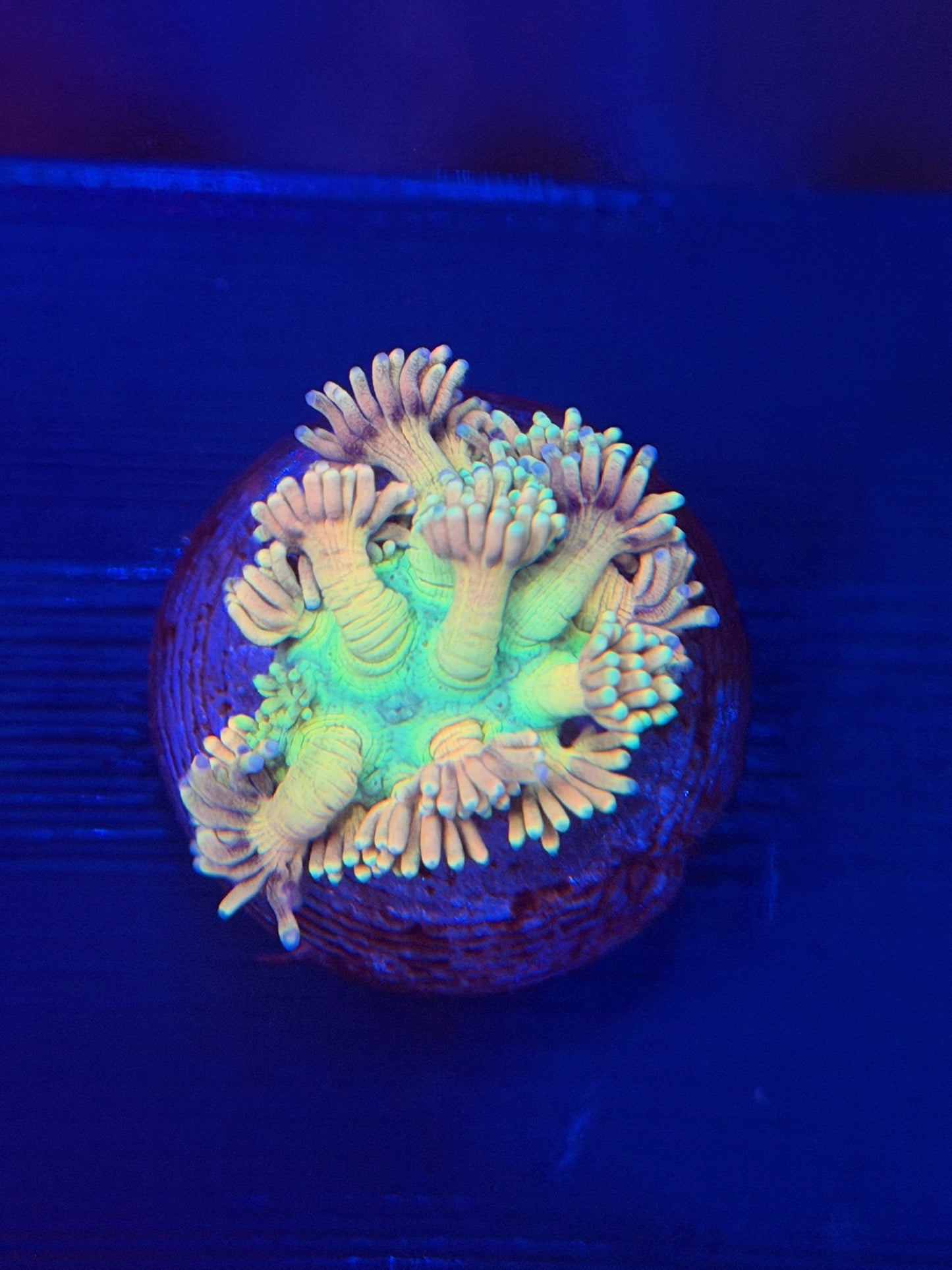 Funky Buddha Goniopora