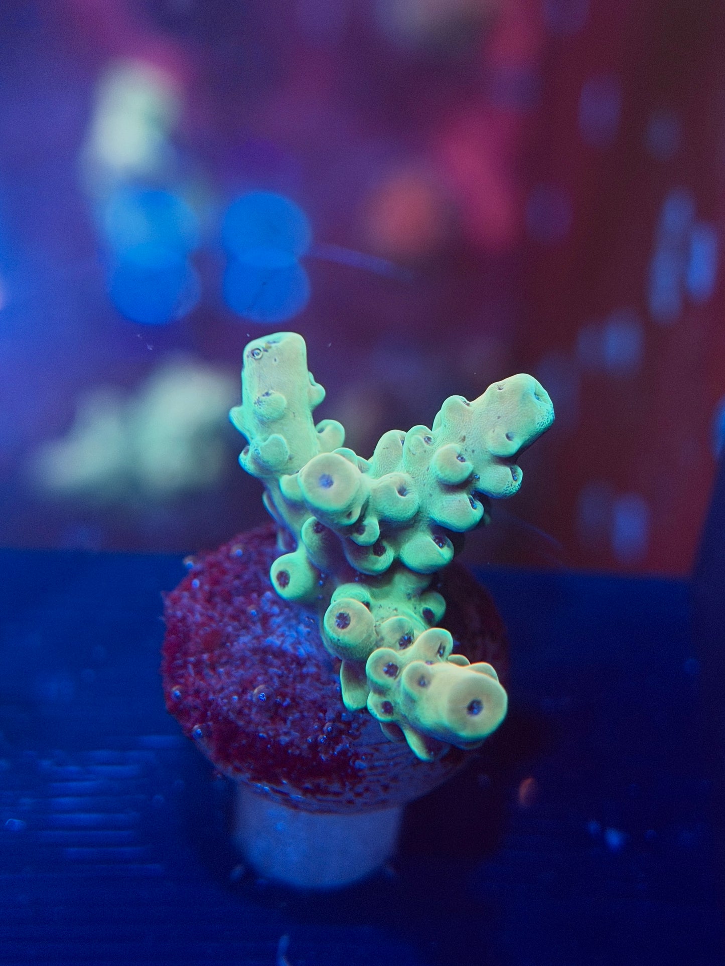 Acropora Granulosa