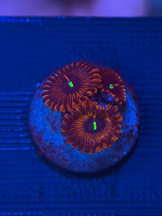 Red People Eater Zoa - 2-3 Polyps