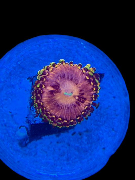 RR Koala Eye - 1 Polyp