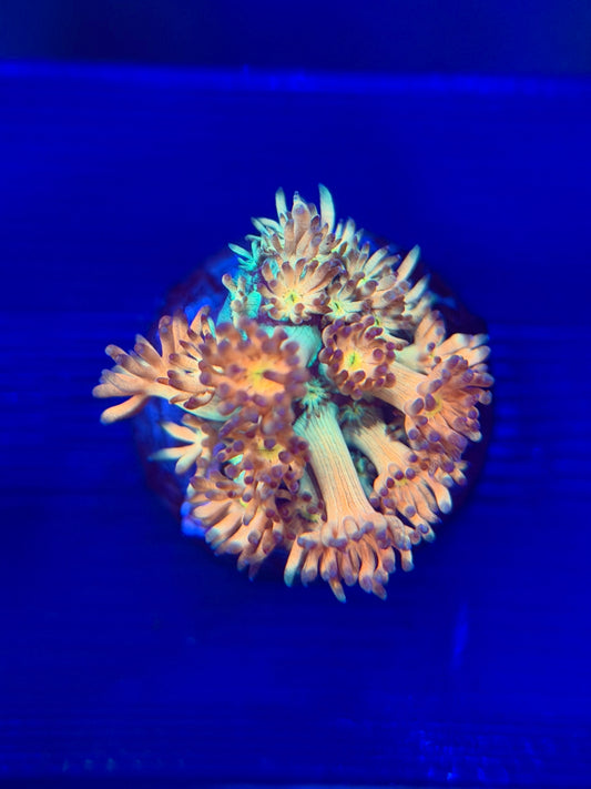 Amazeball Goniopora
