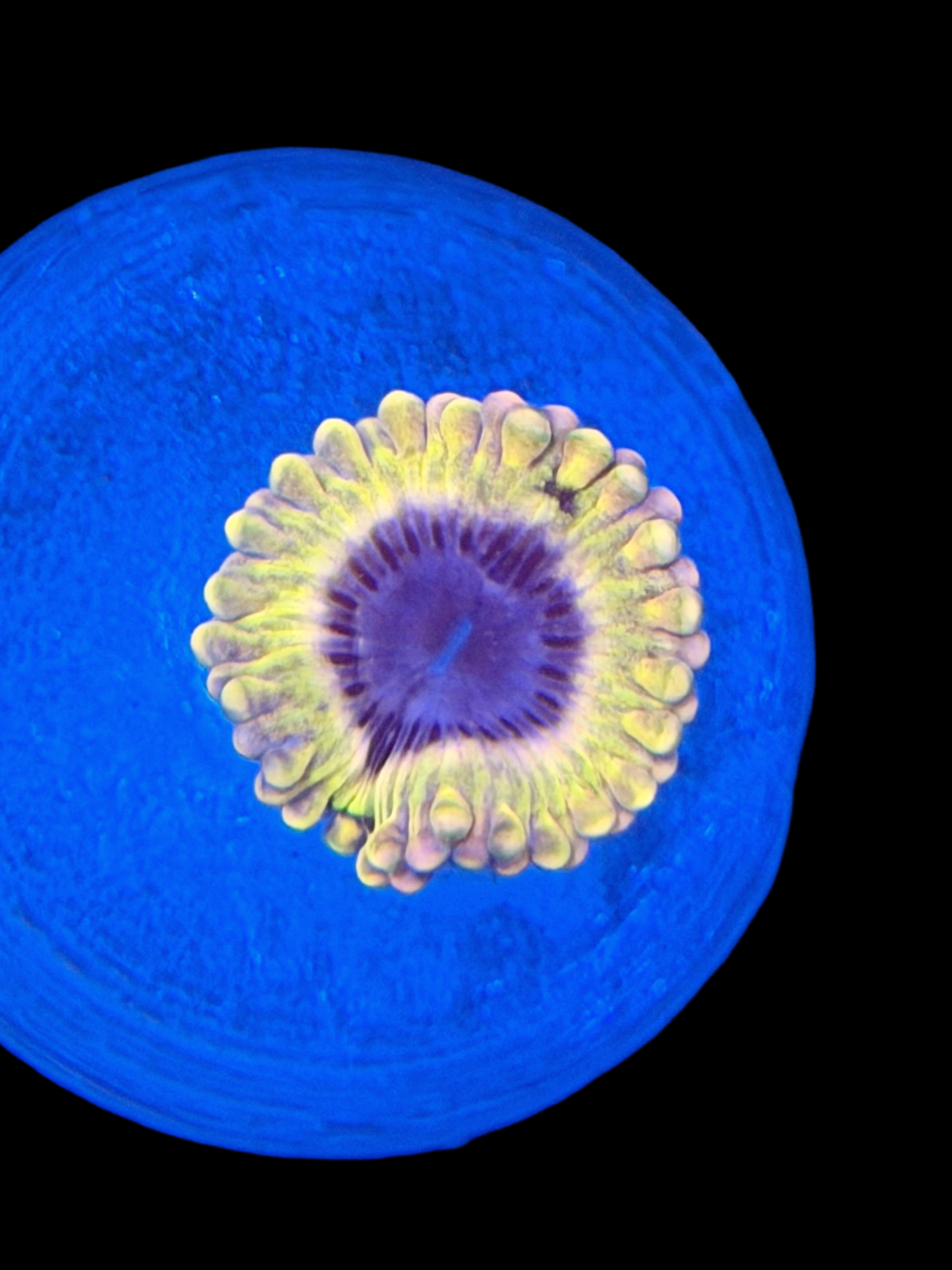 White Walker Zoa - 1 Polyp