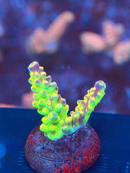 Palleta PinkTip Acropora