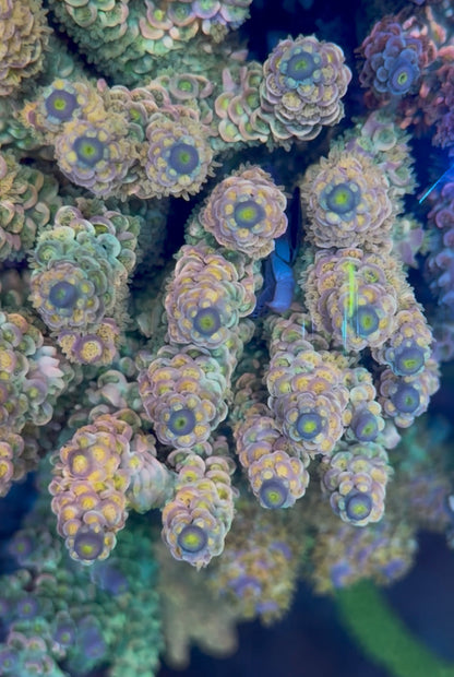 Walt Disney Acropora Tenuis