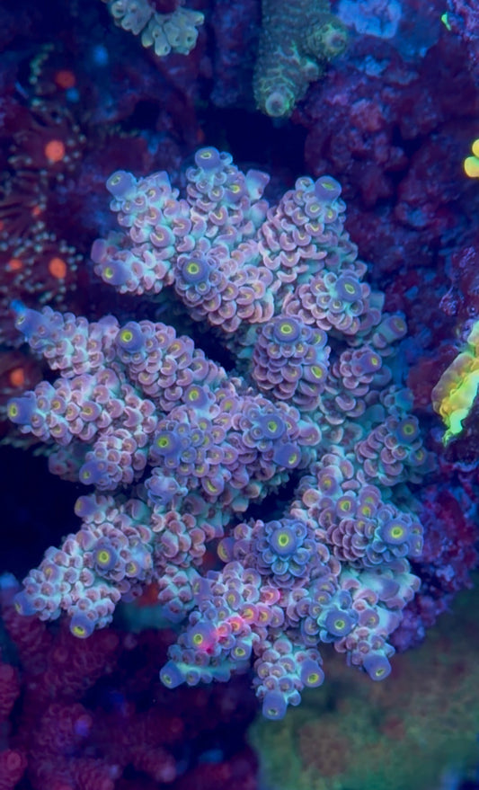 Mighty Mouse Acropora Tenuis