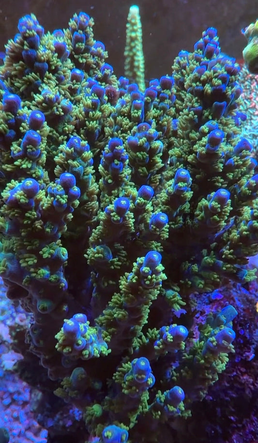 Marvin the Martian Acropora
