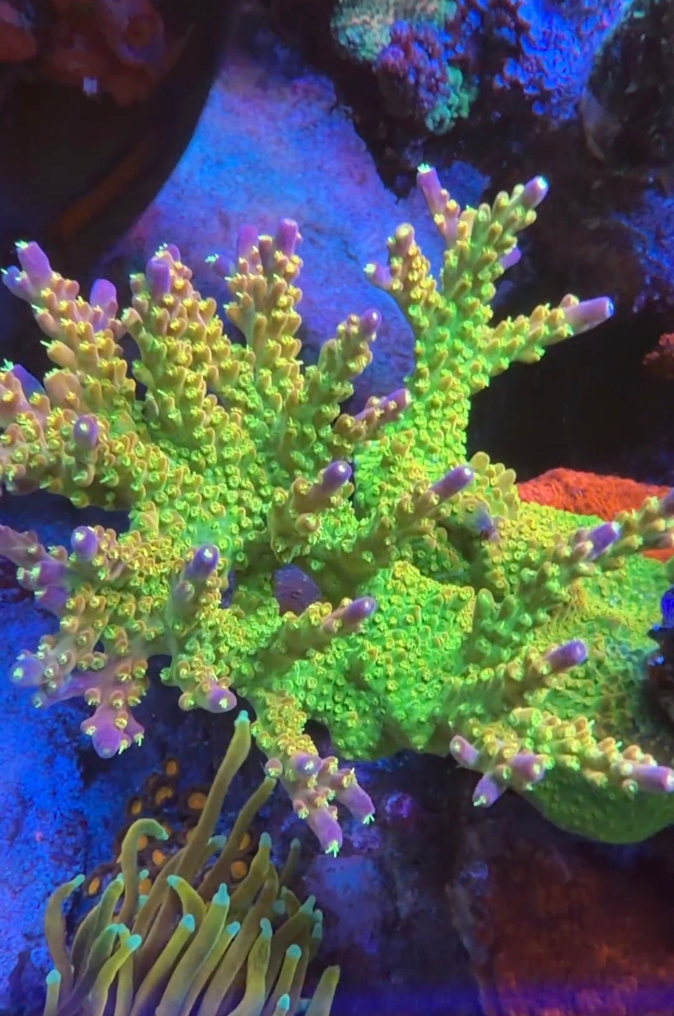 Palleta PinkTip Acropora
