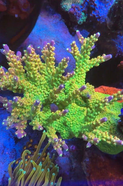 Palleta PinkTip Acropora
