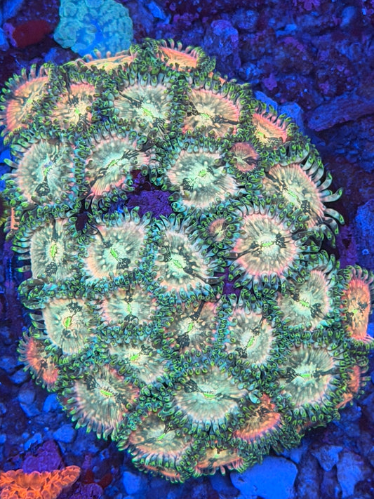 Hawaiian Ding Dang Zoa - 3 Polyps