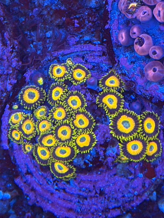 Scrambled Egg Zoa - 3 Polyps