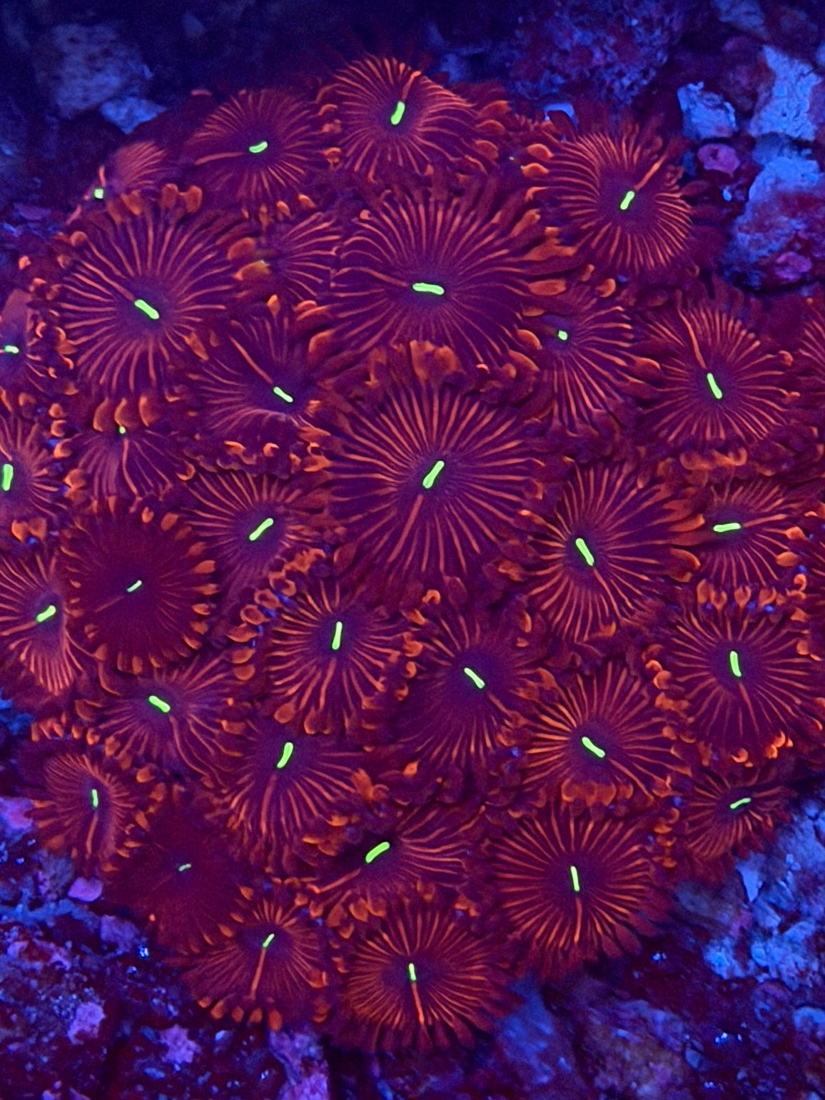 Red People Eater Zoa - 2-3 Polyps
