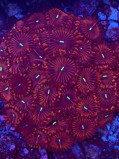 Red People Eater Zoa - 2-3 Polyps